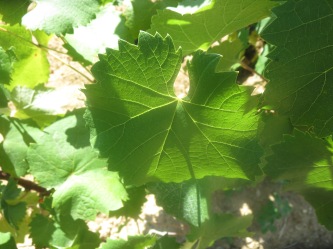 Mourvedre3