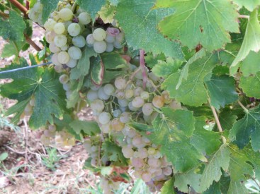 Carignan Blanc