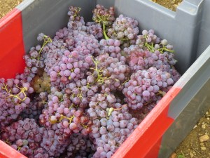 Grenache Gris