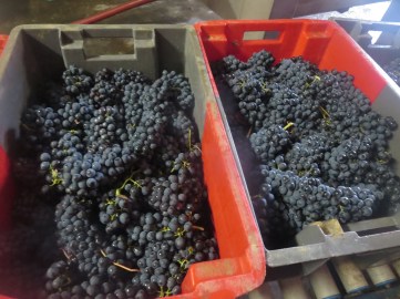 Syrah from Segrairals