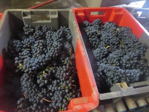 Syrah from Segrairals