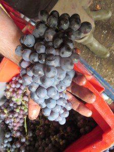 Encore de beau Grenache