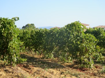 Merlot after picking