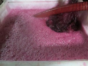 Syrah from Ste Suzanne