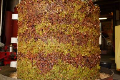 5J maccabeu Grengris