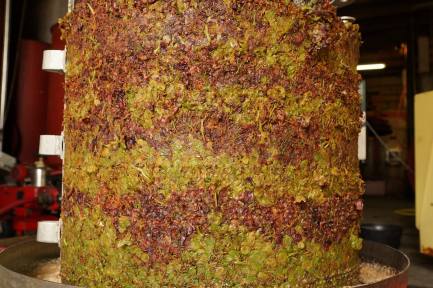 5J maccabeu Grengris