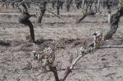 Loire-vineyards-630x418