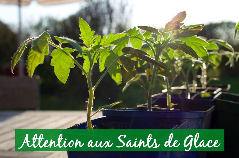 attention-aux-saintes-de-glace