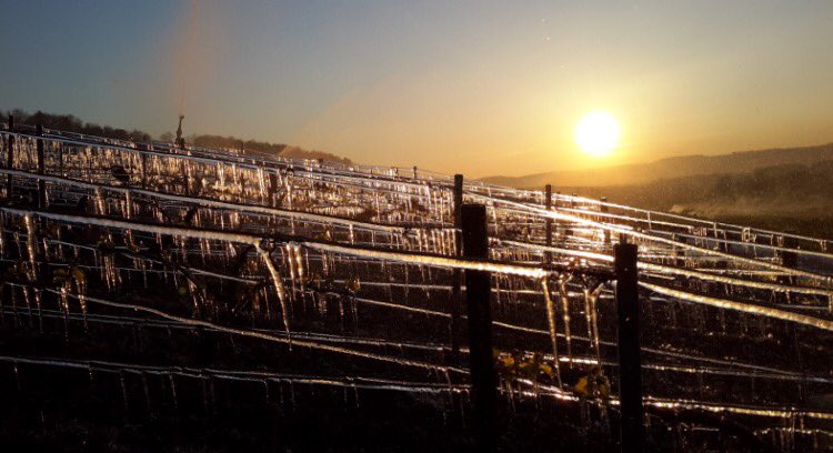 Chablis Germain Bour